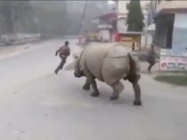 Непалда коомдук коопсуздукка носорог көз салууда