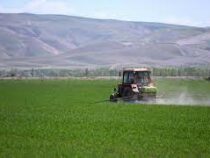 Өсүмдүк зыянкечтери менен күрөшүүгө 282,5 тонна пестицид алып келинди