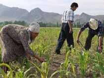 Кыргызстанда быйыл айыл чарбасына 10 миллиард сомдой насыя бөлүнөт