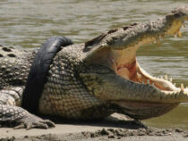 Индонезияда 6 жыл башында дөңгөлөк менен жашаган крокодил куткарылды