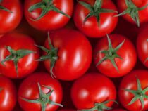Испанияда пандемиядан бери биринчи жолу помидор күрөшү фестивалы өттү