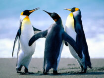 Япониядагы океанариумдагы пингвиндер ачкачылык жарыялады