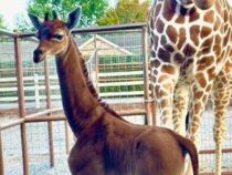 АКШ зоопаркында тактары жок жираф туулду