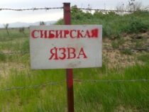 Кыргызстанда күйдүргү боюнча эпизоотиялык абал туруктуу