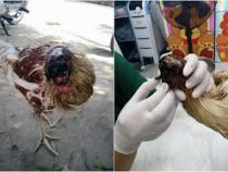 В Таиланде курица неделю прожила без головы