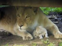 В венгерском зоопарке родился белый львенок