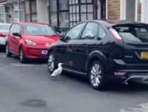 В Великобритании чайка напала на припаркованные машины