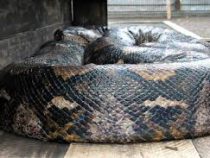 В Индонезии 17-килограммовый питон задушил своего хозяина
