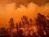 Экстремальная жара в Европе привела к пожарам