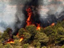Более 3,5 тыс. гектаров леса сгорело в Испании