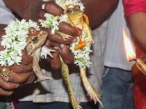 В Индии провели торжественную свадьбу лягушек