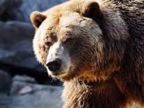 Россиянин откусил медведю язык в драке