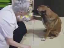 Бродячая собака явилась в аптеку, чтобы получить медицинскую помощь