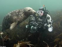 Тюлень попытался отнять у аквалангиста маску