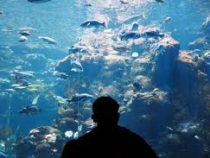 Первый в мире высотный аквариум появился в Китае