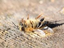 В России возбудили первое дело из-за массовой гибели пчел