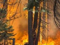 В Красноярском крае горит почти миллион гектаров леса