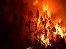 Природные пожары бушуют на территории четырех регионов России
