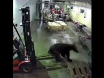 На сахалинский рыбный завод пришел медведь