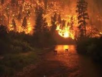 Площадь лесных пожаров в Сибири уже превысила 1,6 миллиона гектаров