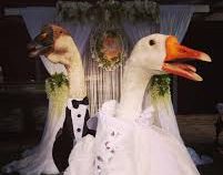В Минске поженили гусей, несмотря на запрет властей