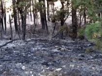 Лесные пожары за сутки уничтожили 900 га леса в Хорватии