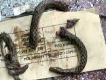 В Индии пьяный Кумар загрыз и растерзал укусившую его змею