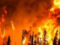 Дым достиг Аляски: зона пожаров в тайге уже равна площади Бельгии