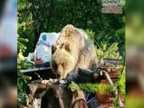 В Норильске медведь отобрал у отдыхающих шашлык