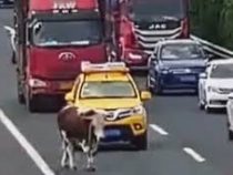 Сбежавшая из грузовика корова вызвала хаос на дороге