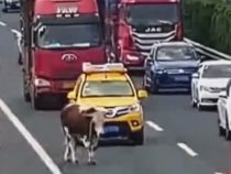 Сбежавшая из грузовика корова вызвала хаос на дороге