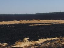 В Московском районе Чуйской области сгорели десятки гектаров ячменных полей