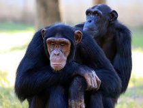Шимпанзе, сбежавший из клетки, погулял по зоопарку и пнул сотрудника