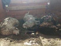 Информацию о падёже скота в Нарыне проверит полпред правительства в регионе