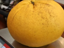 В США вырастили самый большой грейпфрут в мире