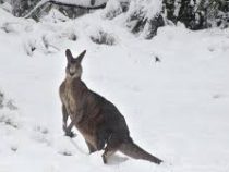 Австралию накрыло снегом впервые за 35 лет