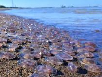 Азовское море поменяло цвет из-за нашествия медуз