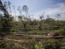 Мощный ураган в Белоруссии повалил целый лес