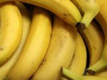 Учёные заявили об угрозе исчезновения бананов из-за грибка-убийцы