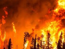 Из-за лесного пожара на Канарах эвакуированы около 9000 человек