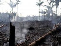 Бразильские власти утверждают, что контролируют ситуацию с пожарами в лесах Амазонии