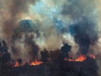 Бразилия отказалась от денег «Большой семёрки» на тушение лесных пожаров