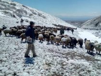 В горных районах Кыргызстана десятки чабанов и сотни голов скота оказались в зоне бедствия из-за обильных снегопадов