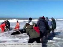 В Аргентине развернули настоящую операцию по спасению косаток, выбросившихся на берег