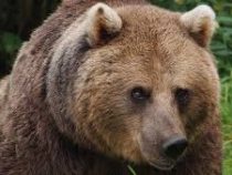 В Югре грибник оставил спутницу наедине с медведем и убежал
