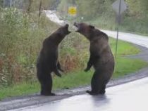 В Канаде два медведя выясняли отношения прямо на трассе