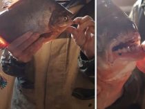 Житель Воронежа поймал рыбу с «человеческими» зубами
