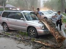 Последствия ветра в Бишкеке
