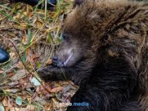 Чебоксарским полицейским пришлось в городе ловить медведя