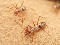 Учёные нашли самого быстрого муравья на планете